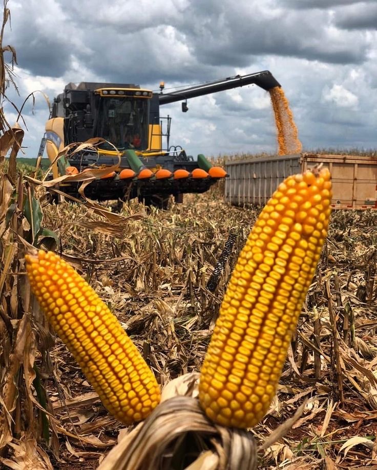 Початок кукурудзи