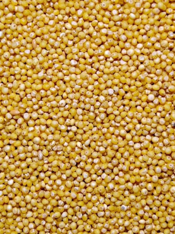 Насіння просо сорту Козацьке