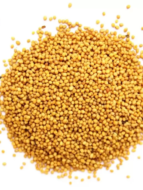 Насіння гірчиці сорту Запоріжанка